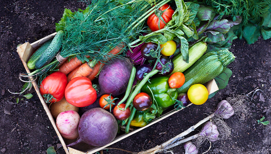 Vegetables garden